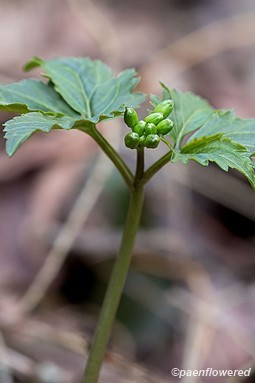 Flower buds with leaves